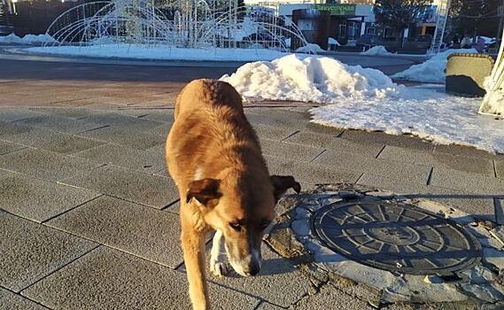 В Курске в 2025 году потратят 17,5 млн на отлов собак