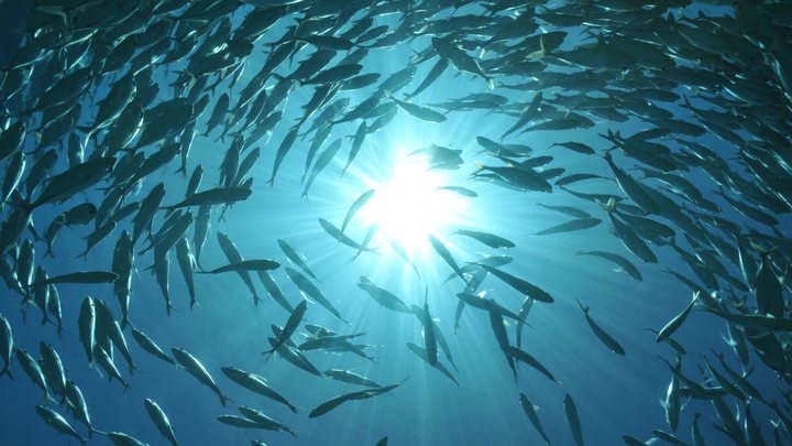 В Австралии на берег выбросило «рыбу Судного дня»