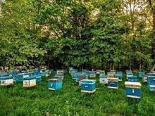 Хозяину пасеки в Тужинском районе Россельхознадзор объявил предостережение