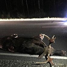 В ДТП с лосем пострадали восемь человек