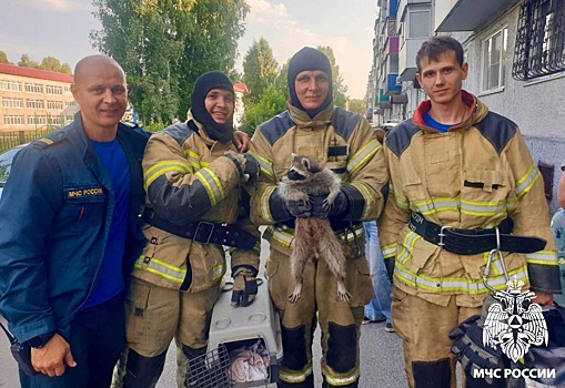 Дикий енот выгнал жительницу Кузбасса из квартиры