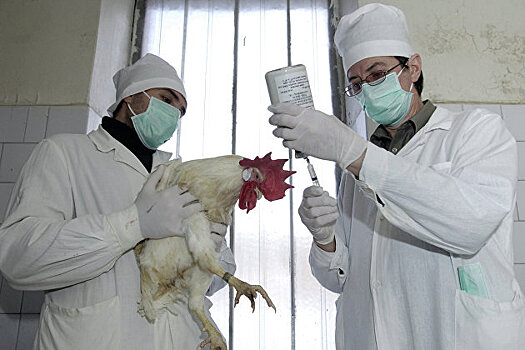 В Хиросиме уничтожили 130 тысяч кур из-за птичьего гриппа