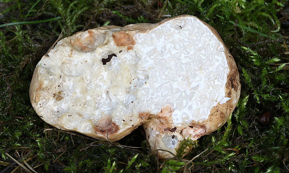 Белый трюфель считается самым дорогим грибом в мире.  Его находят лишь в определенных регионах Франции, Италии и Хорватии. В декабре 2014 года крупнейший белый трюфель весом 1,89 кг был продан на аукционе в Нью-Йорке за $61 000. 