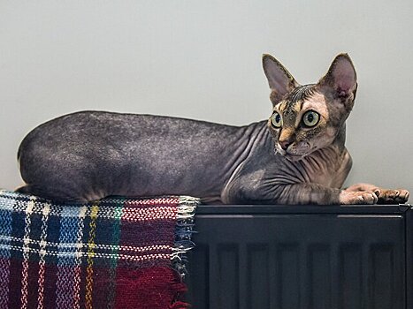 Работу системы отопления скорректировали в Москве из-за похолодания