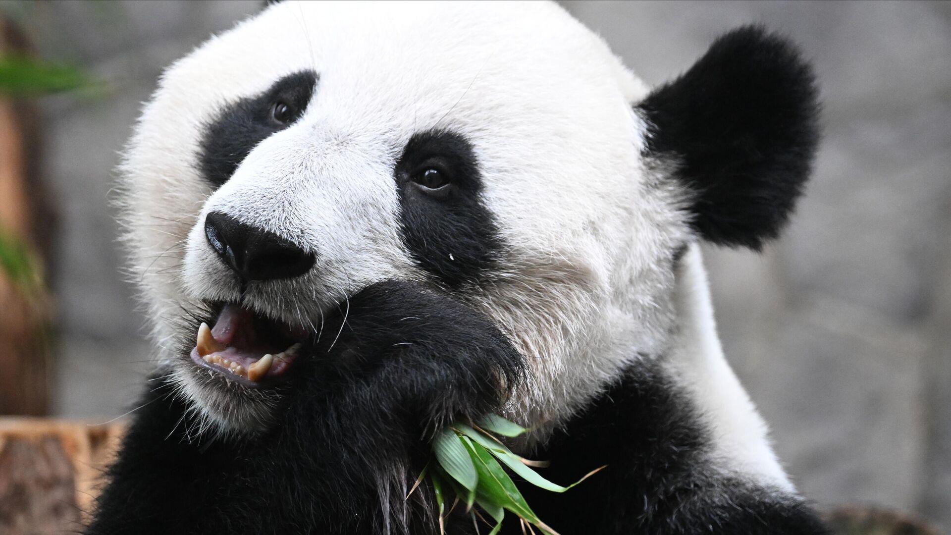 Китай передаст в зоопарк Австралии новую пару больших панд
