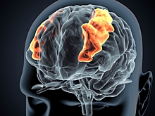 Какие участки человеческого мозга стареют быстрее