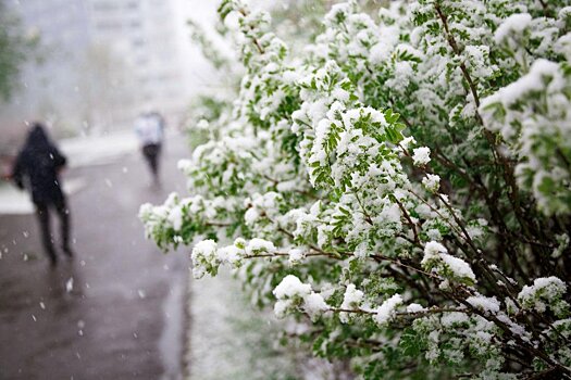 24 апреля станет самым холодным днем в Красноярске на текущей неделе