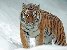 Как за три дня искупаться, сходить в Лувр и увидеть розовых фламинго