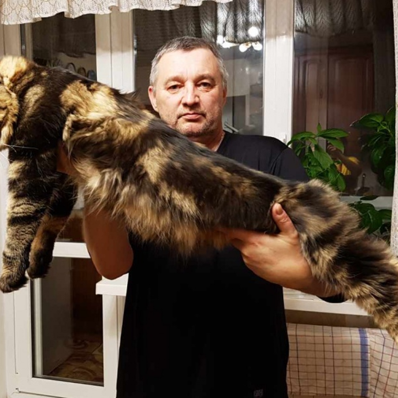Мейн кун и человек