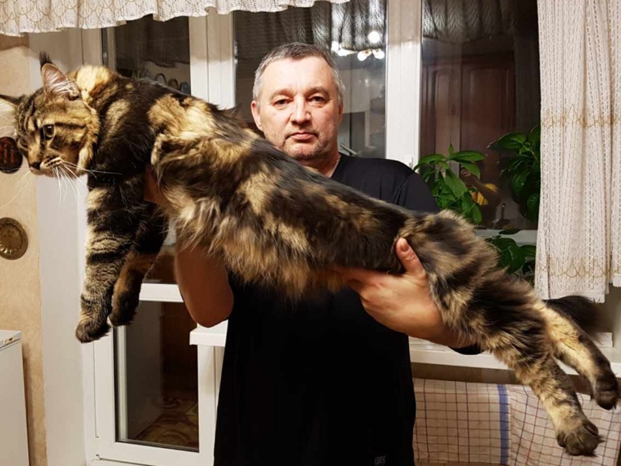 Короткошерстный мейн кун