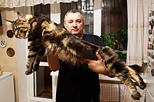 Кот-великан Азар поселился в квартире тюменцев: сколько ест 9-килограммовый мейн-кун и почему ему нельзя рыбу
