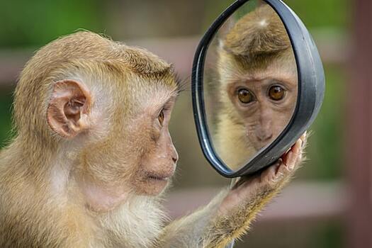 Что животные видят в зеркале