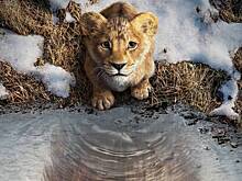 Рецензия на мультфильм «Муфаса. Король Лев»