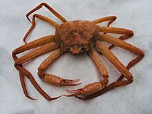 Владивосток раскинул клешни