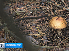 Воронежские врачи рассказали о состоянии отравившейся грибами семьи
