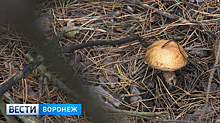 Воронежские врачи рассказали о состоянии отравившейся грибами семьи