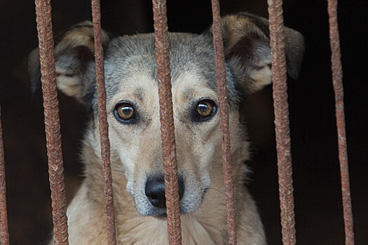 Зоозащитники Архангельской области воюют с приютом за собак из-за плохих условий