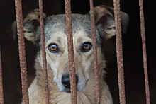 Депутат Бурматов рассказал о законопроекте, запрещающем торговлю животными в зоомагазинах