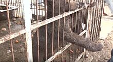Животная жестокость: истощенных медведей держали в грязном вольере на заправке в Дагестане