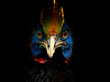 Посмотрите на самую опасную птицу в мире