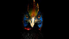 Посмотрите на самую опасную птицу в мире