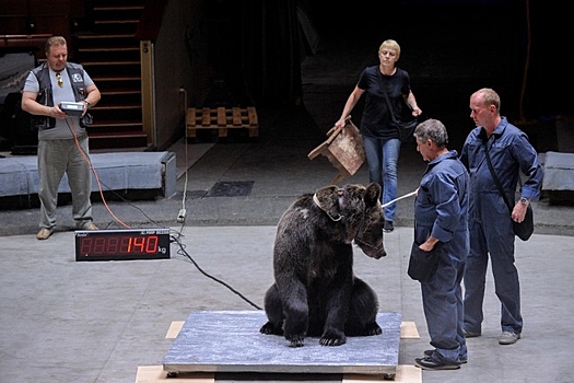 В цирке в Москве отказались усыплять медведя-убийцу