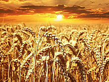 Белоруссия ввела запрет на экспорт муки из мягкой пшеницы