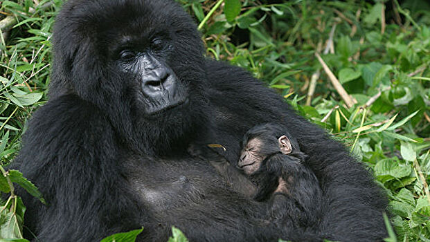 В Африке туристы заражают вымирающих горилл болезнями, делая селфи