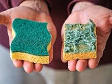 Эксперт Золотарева предупредила об опасности обычной кухонной губки