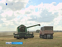 Экспорт сельхозпродукции вырос на 49 процентов: что Калининградская область поставляет за рубеж
