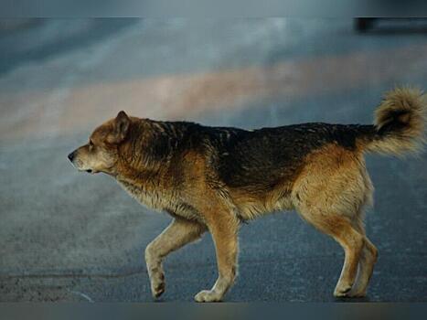 Бродячих собак ловили в Черновском районе