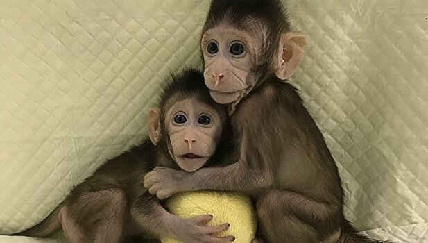 Генетики из Китая клонировали обезьяну