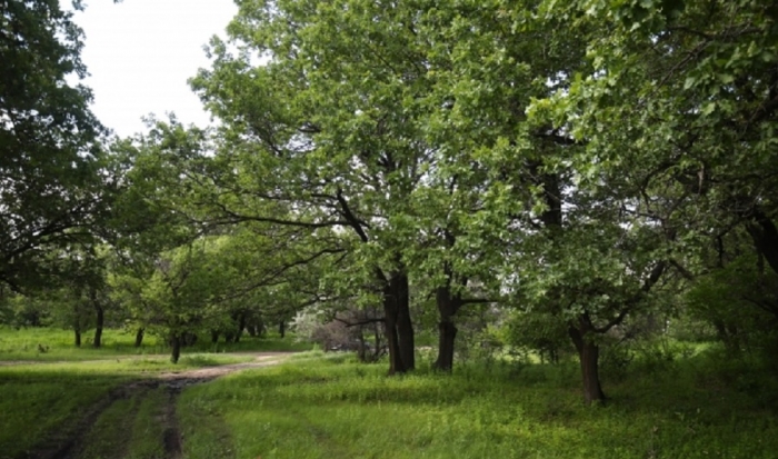 В Волгоградской области вырастет «Аксайская дубрава»