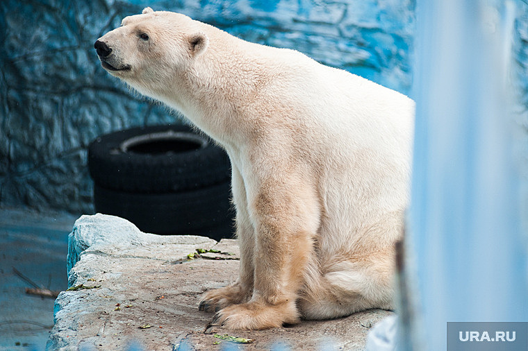 В зоопарк Екатеринбурга привезут нового белого медведя