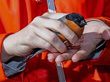 В Курске ветеринар спасла раненого снегиря