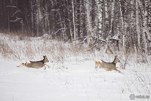 Соцсети: дикие косули атакуют Кузбасс