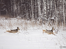 Соцсети: дикие косули атакуют Кузбасс