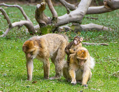 Ученые обнаружили два механизма принятия решений в мозге