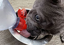 Девушка пожаловалась, что ее пес не пьет воду не из бутылок