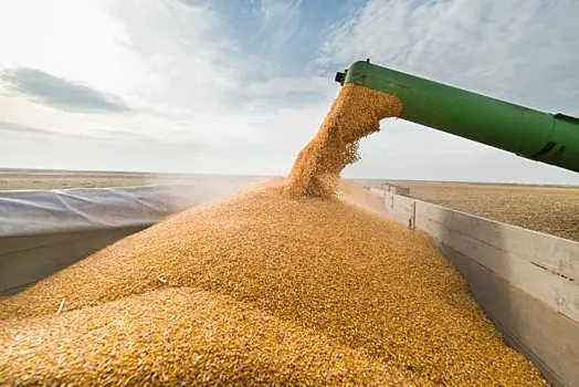 Россия в начале ноября существенно нарастила экспорт пшеницы