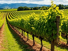 Титов заявил о «революции вина» в России и анонсировал экспортную экспансию