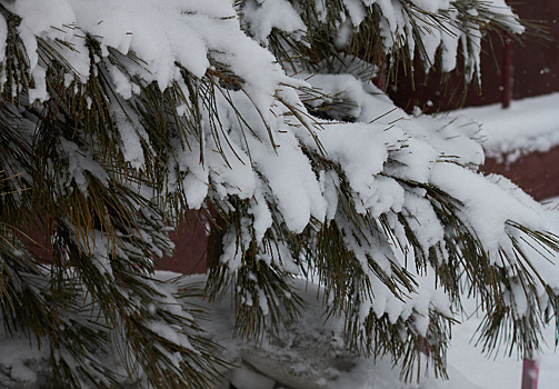 Синоптики предупредили, что серия циклонов принесёт в Приамурье снег и похолодание