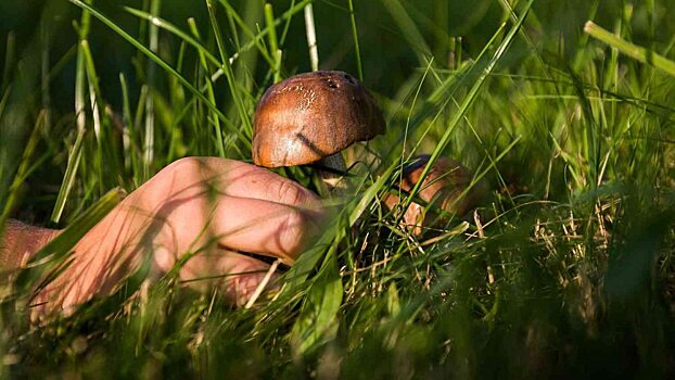 В Саратовской области произошло массовое отравление грибами