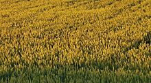 Тенденции органической пшеницы: селекция на длинностебельность и посадка на клеверном дерне