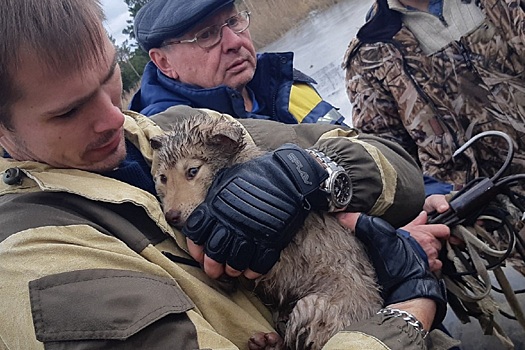 Свердловские поисковики спасли четырёх щенят