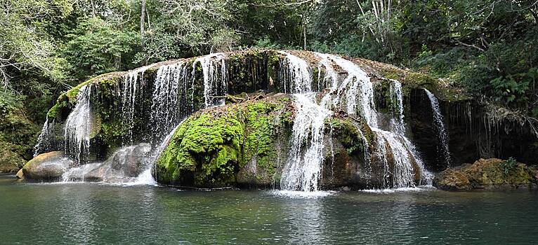 Сомики-шмели начали лазать по скалам и штурмовать водопады