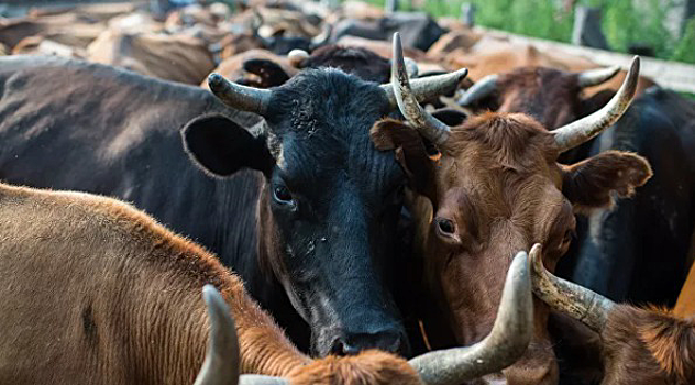 В Красноярском крае запретили забивать скот на подворьях: цены на мясо вырастут