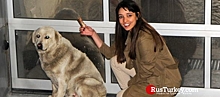 Известная турецкая актриса кормит бродячих собак