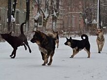 В Саратове нет денег на борьбу с бездомными собаками