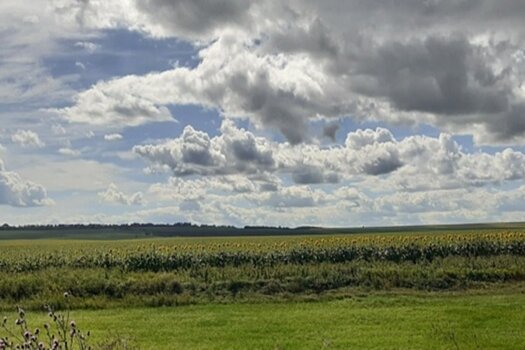 Аграрии Башкирии готовятся к уборке небывалого урожая подсолнечника